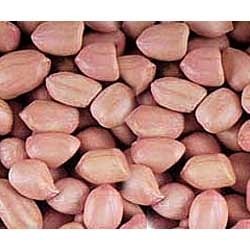 Manufacturers Exporters and Wholesale Suppliers of Groundnut Seed Kutch Gujarat